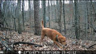Wildlife Visitors on Missouri Property | Dogs, Raccoons, Armadillos & More Wildlife Visitors on Missouri Property | Dogs, Raccoons, Armadillos & More