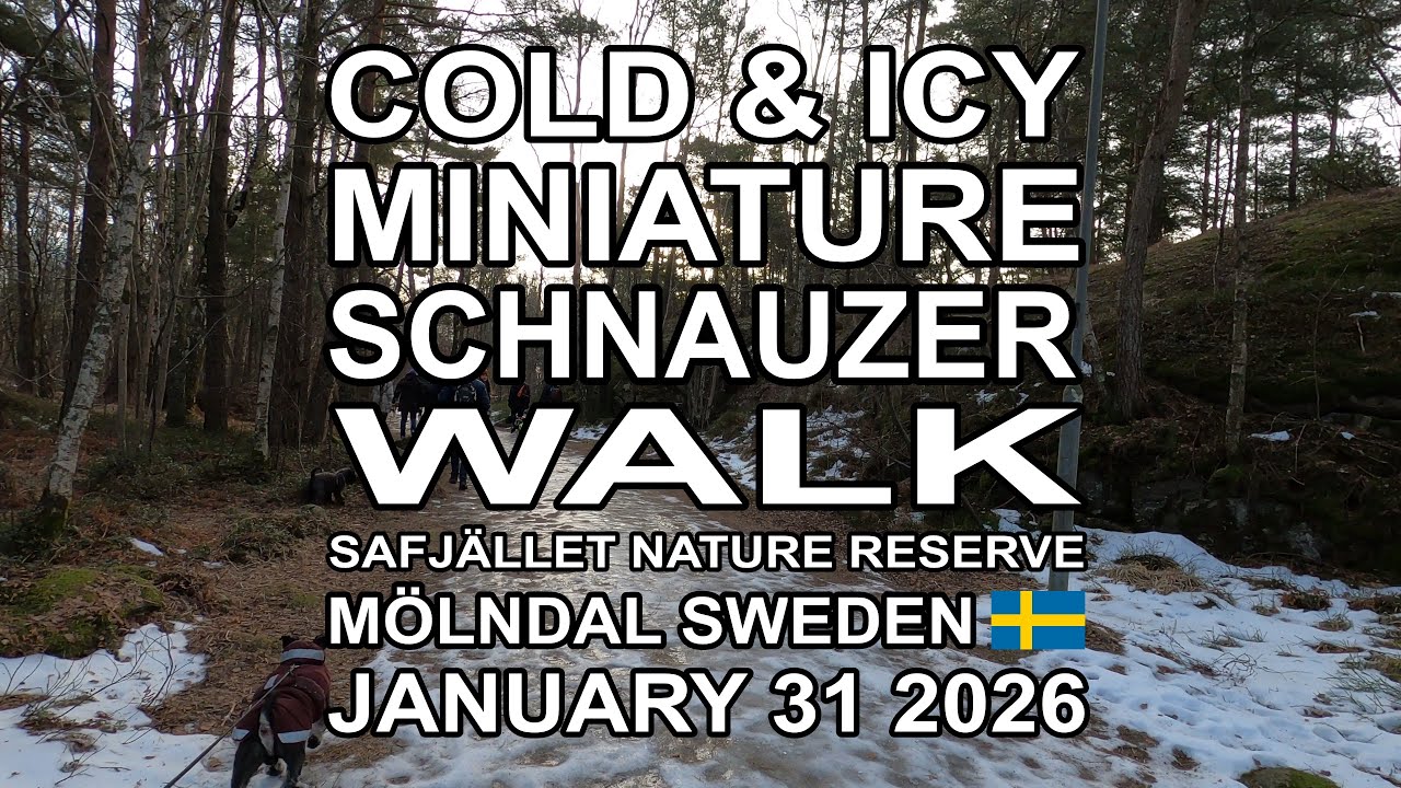 COLD & ICY MINIATURE SCHNAUZER WALK SAFJÄLLET 2026 (4K)