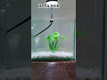 new betta tenk onle 300 tk