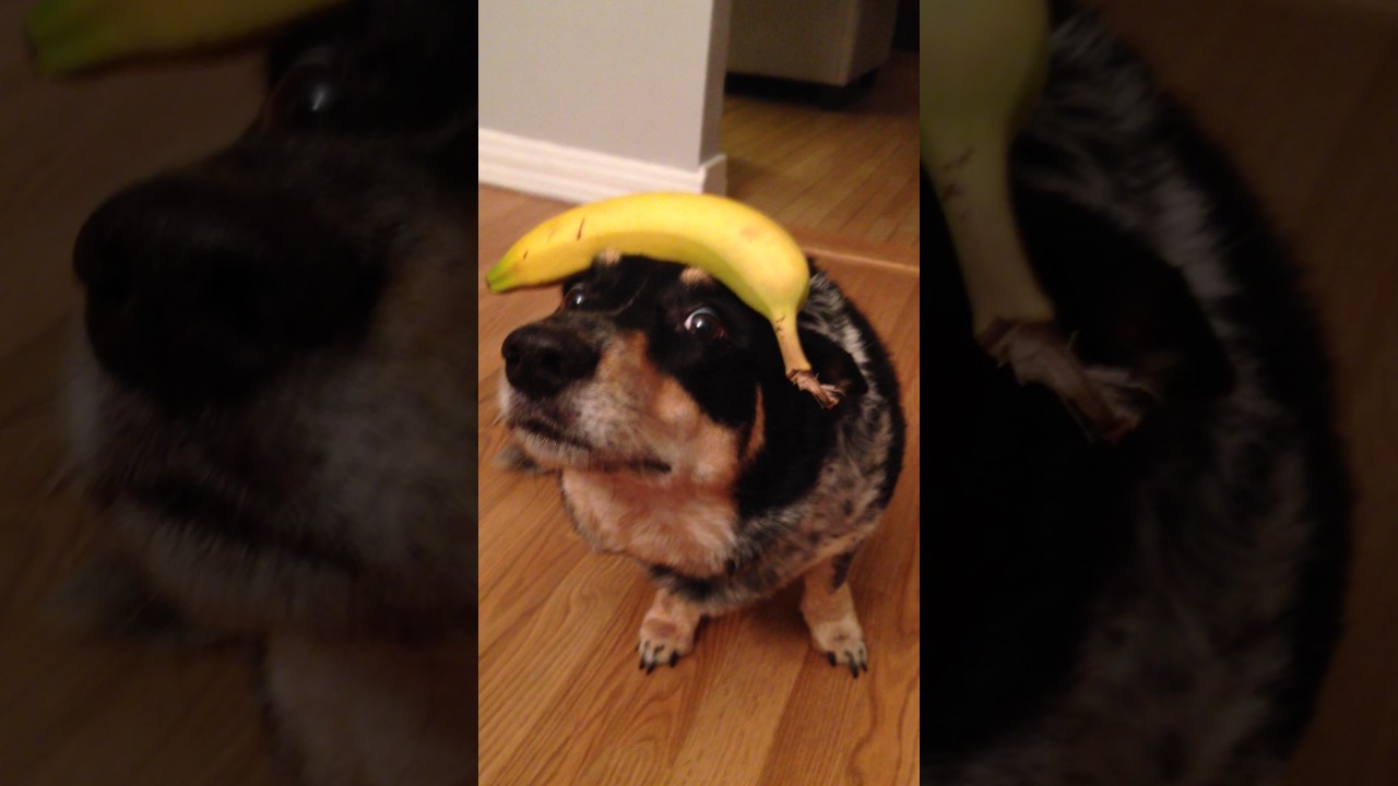Banana Hat YouTube