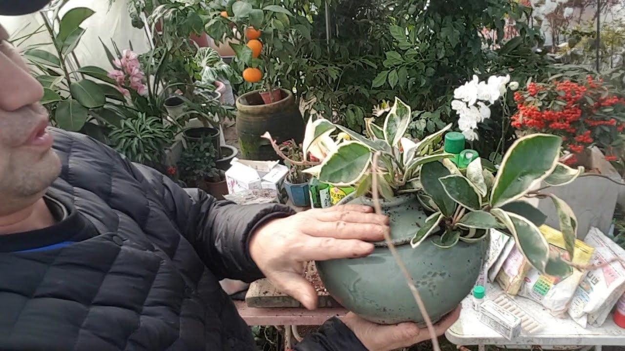 호야 꽃 잘 피게 하는 방법 (얼어죽은 꽃나무 화분 절대 버리지 마세요)