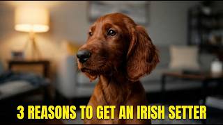 3 Reasons to Get an Irish Setter!