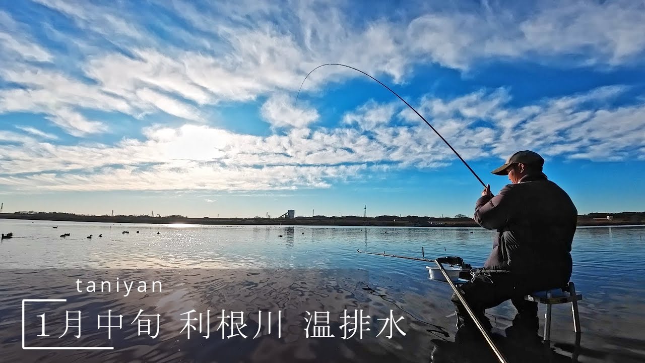 １月中旬  利根川本流　温排水