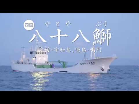 海鮮アトムTVCM　「八十八鰤」篇　2017