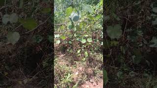 a tiny flavour of Jungle environment in Ko Ra island.  Excursion organised by Horizonecoresort.com