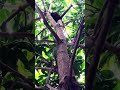 Bird Nest || Philippine Pied Fantail Bird #shorts #ytshorts #birdnest #fantailbird