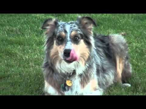 Frisbee Dogs - Australian Shepherd / Border Collie and Cocker Spaniel