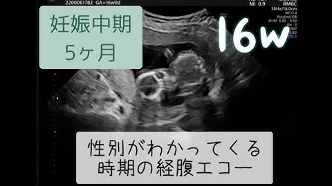 性別判定 Youtube
