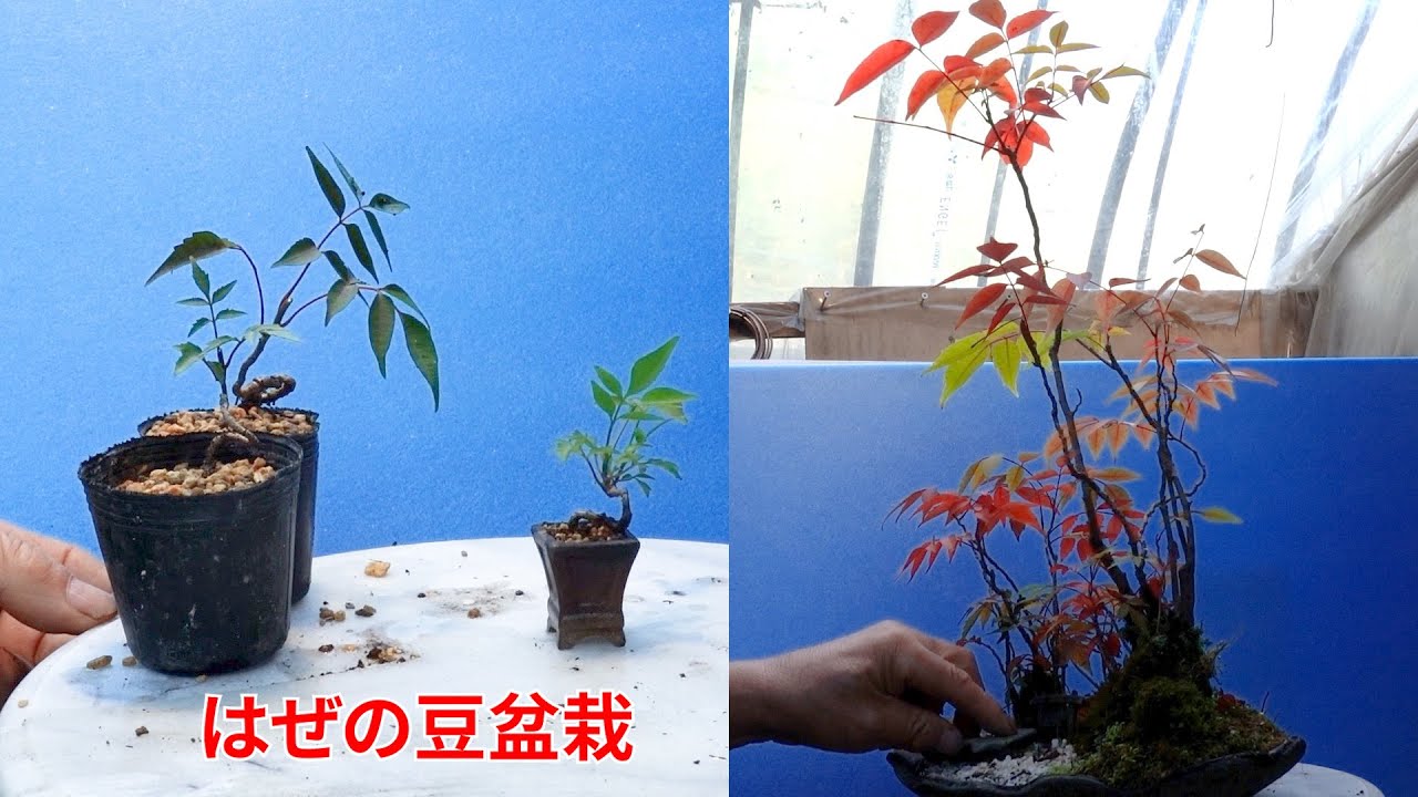 Small bonsai of a horsetail and a bonsai with a thick trunk