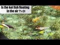 Is the koi fish floating in the air a koi fish pond of naturemonets pond in japan