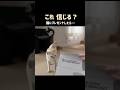 信じる？猫にプレゼントしたら…（涙）