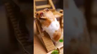 Hamster heaven! 🐹 #minizoo #hamster #cute
