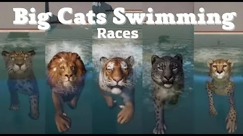 Video 1549031: leopard big cat, siberian tiger, african lion