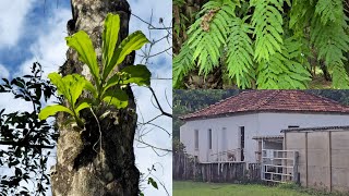 Aventura no interior de Goiás numa fazenda centenária  com  orquídeas e muita natureza.