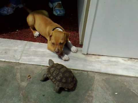 tortuga ataca a pitbull