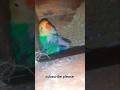 Lovebirds Chicks Hatching | Lovebirds Singing Sounds 💞❣🔥☄