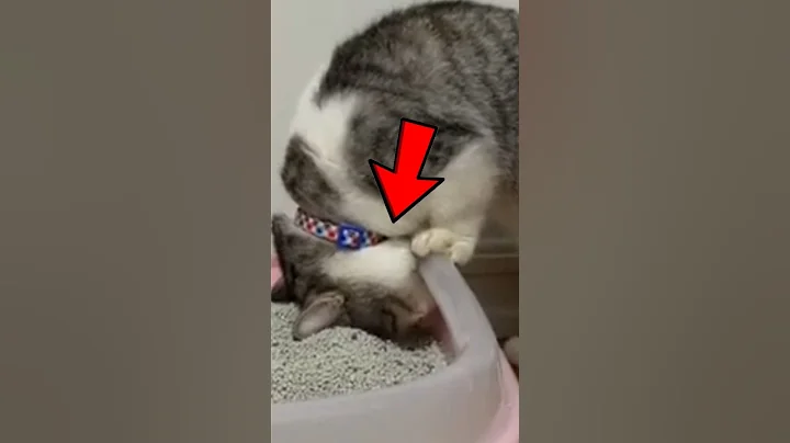 The Most HATED Cat Litter Ever 😱🙀