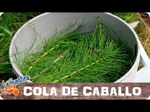 Video: El herbicida de cola de caballo: deshacerse de la hierba de cola de caballo en los jardines