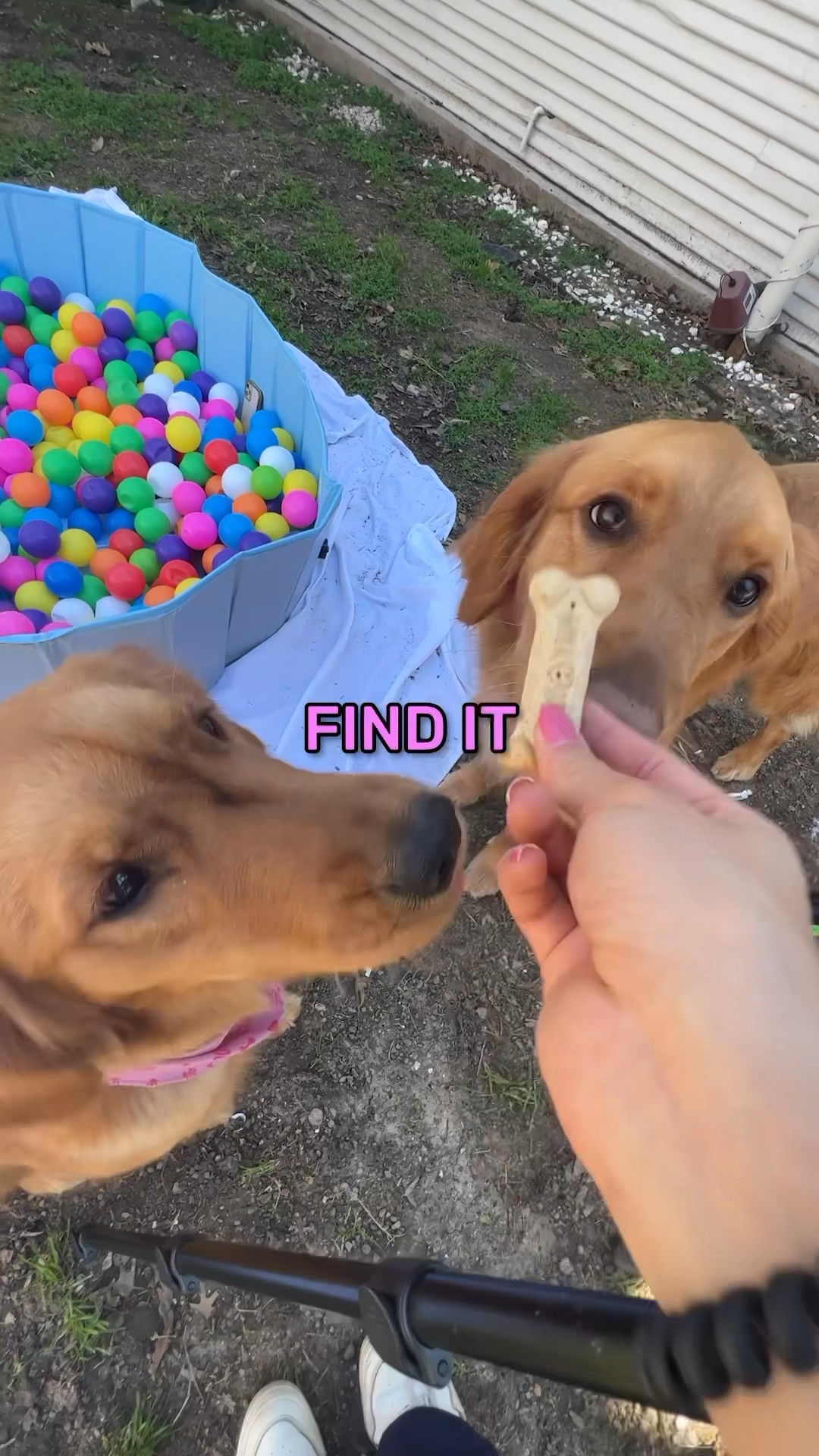 Find the treat!?