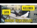 Saya (Kelebek) Oyun Güvercinleri Performans