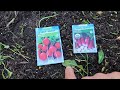 Now is the time to plant radish