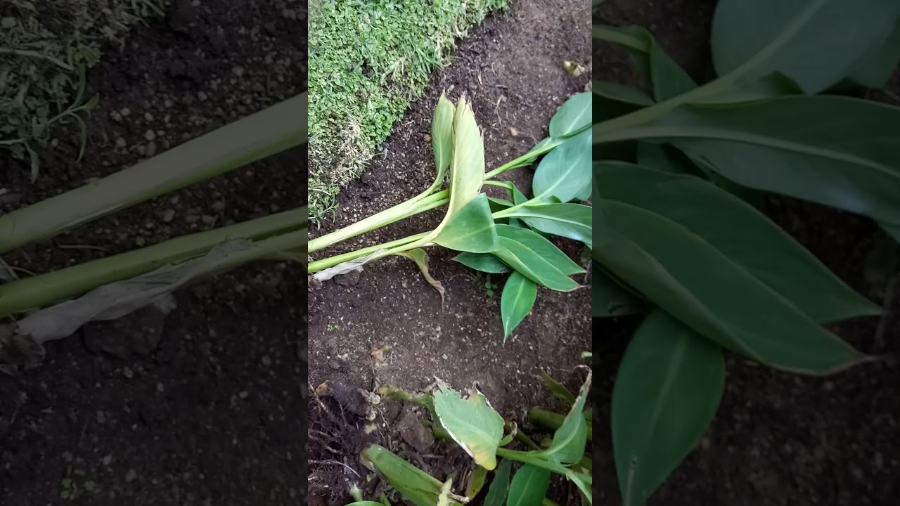 Multiply your cannas by dividing them! It's easy. YouTube