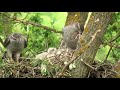 Ястреб тетеревятник - гнездовая жизнь. Goshawk - nesting life.