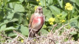 تغريد طائر التفاحي ف الطبيعة Linot