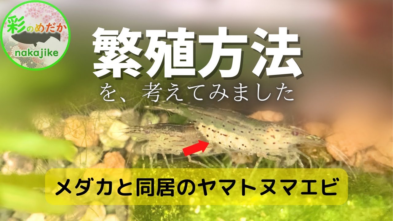 ヤマトヌマエビの繁殖はココが難しい メダカ水槽同居中 Youtube