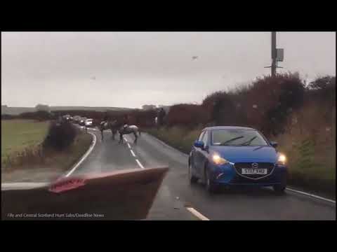 Moment fox hunters bring road to standstill as they try to control riderless horse