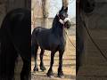 Majestic Black Stallion | Beauty, Power & Elegance in One Frame 🖤🐎 #horse #shortsfeed #horsephotogra