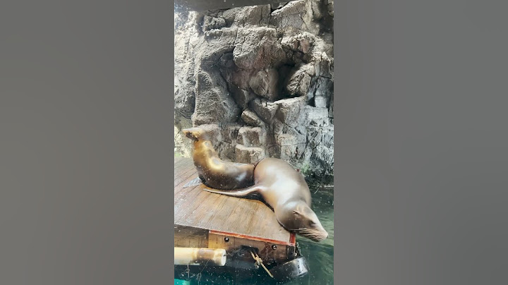 A glimpse of the Pacific Ocean at OSAKA Aquarium Kaiyukan!🐬🌊 #Osaka #sea #aquarium #kaiyukan