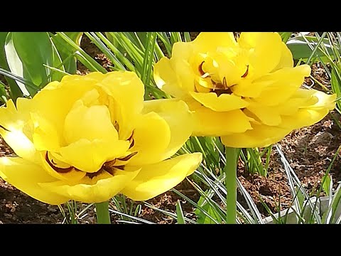 Цвет настроения жёлтый с белым)./Дачные зарисовки.//Весенние цветы на даче в мае./ Цветёт форзиция!