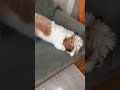 #dogshorts #köpektiktokvideoları