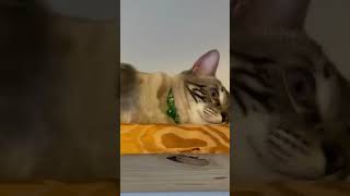 Amazing Bengal Playroom! by Bengal Cats 154 views 2 months ago 1 minute, 10 seconds