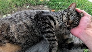 When I sat down on the bench, stray cats ran into me.