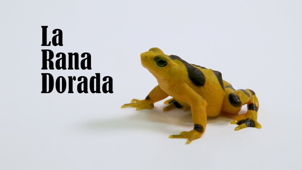 La Rana Dorada - YouTube