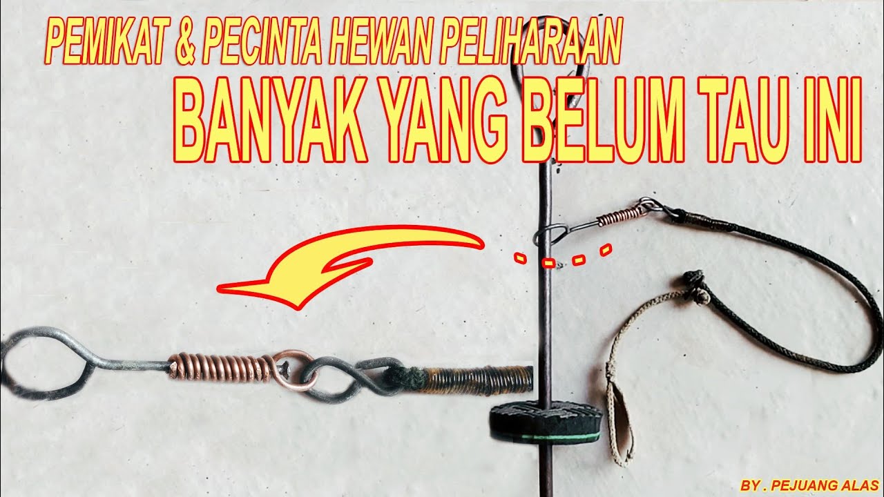 Cara Membuat Kili Kili Yang Awet Untuk Tali Kaki Ayam Pikat , Bisa Untuk Keperluan Lainnya #KiliKili