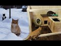 Строим теплый дом для уличных кошек.