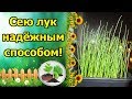 ЛУК НА РАССАДУ – САМЫЙ ПРОВЕРЕННЫЙ, НАДЕЖНЫЙ СПОСОБ! ВЫРАЩИВАНИЕ ЛУКА ИЗ СЕМЯН ЗА СЕЗОН!