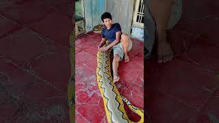 That is huge cute python. #indonesia #reticulatedpython #reptiles #reticulatuspython #giantreptile