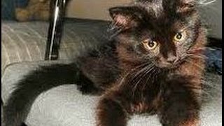 Animal Planet  :  Cats 101  ~  Chantilly  (A.K.A Tiffany)