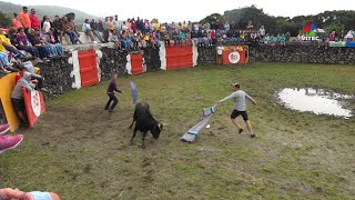 Os toiros no campo nas Lajes, 2019