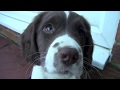 English Springer Spaniel puppies ... の動画、YouTube動画。