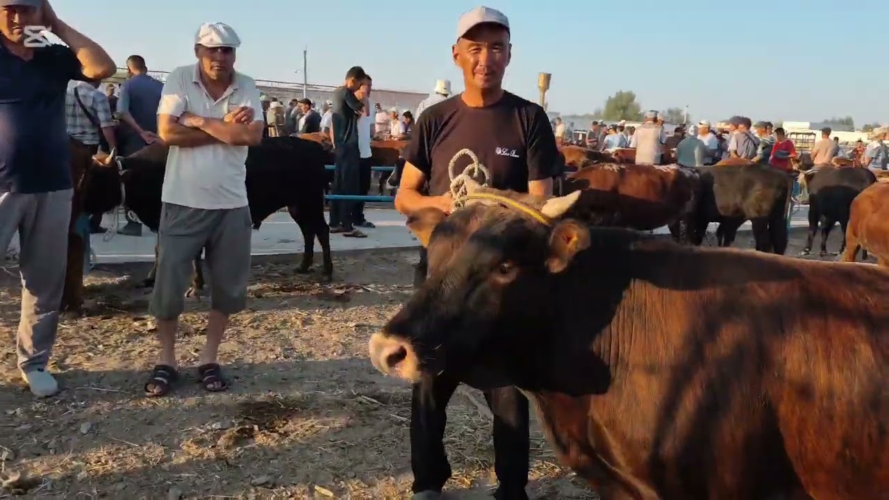 27 июл 20255 ЖЫЛ ШЫМБАЙ МАЛ БАЗАР