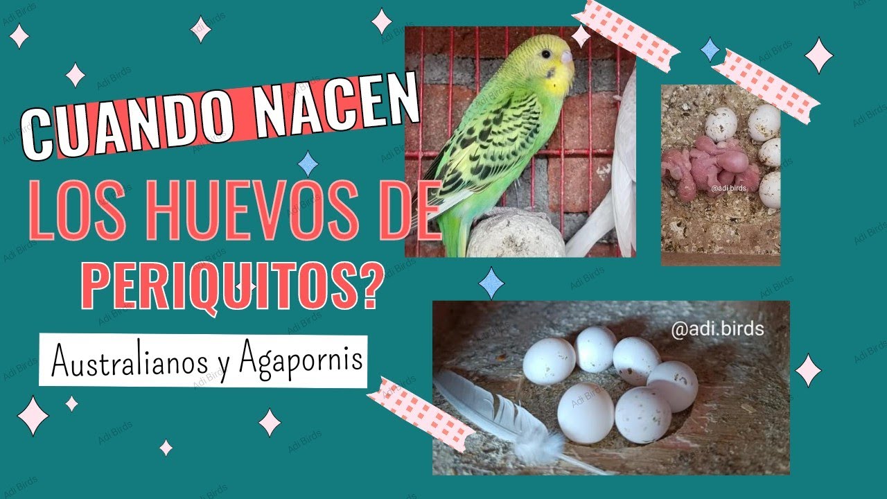Huevos de Periquitos 🦜/Cuánto tardan en nacer los Periquitos? - YouTube