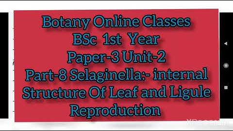 Botany BSc 1st Year Paper-3 Unit-2 Part-8 Selaginella:- Internal Structure Of Leaf and Ligule