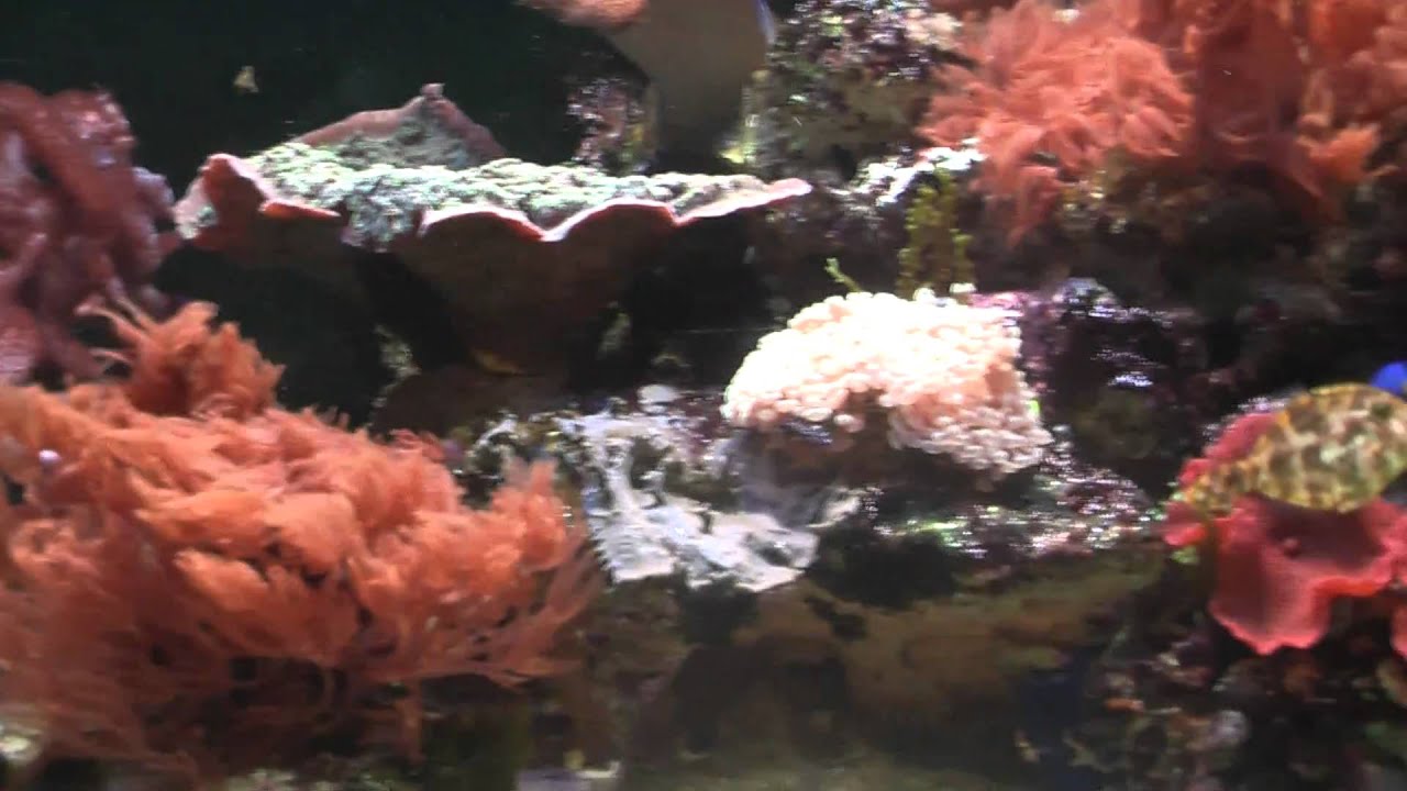 Marine Aquarium