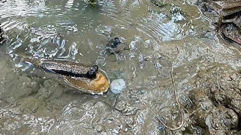 Cận Cảnh Cá Thòi Lòi Lên Ăn Mồi Một Ngày Bội Thu | Gia Đình Cần Giờ |