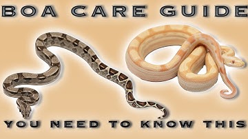Complete boa care guide. All you need to know if you plan on buying a boa